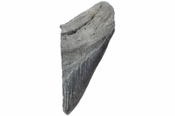 Partial Megalodon Tooth - South Carolina #226529